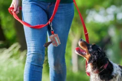 mature woman with Brittany dog at the leash personalizowany dozownik RPET na woreczki na psie odchody