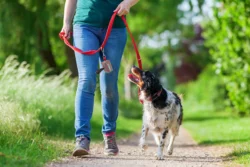 mature woman with Brittany dog at the leash personalizowany dozownik RPET na woreczki na psie odchody